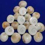 Lord Krishna. The Gomti chakra is also known as the Sudarshan chakra.