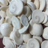 Gomti chakra is also known as the Sudarshan chakra.
