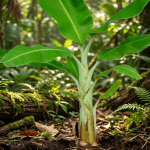 Banana tree use for worship
