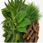 Banana leaf, Mango leaf, green grass, bamboo leaf and mango wood use for worship. Apan Mithila