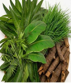 Banana leaf, Mango leaf, green grass, bamboo leaf and mango wood use for worship. Apan Mithila